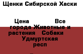 Щенки Сибирской Хаски › Цена ­ 20 000 - Все города Животные и растения » Собаки   . Удмуртская респ.,Глазов г.